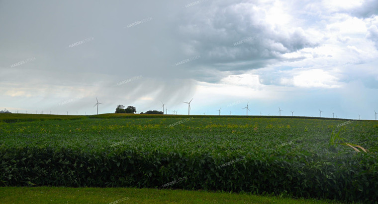 Storm Over a Soybean Field 25303