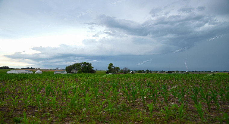 Sunset Over a Corn Field 25304