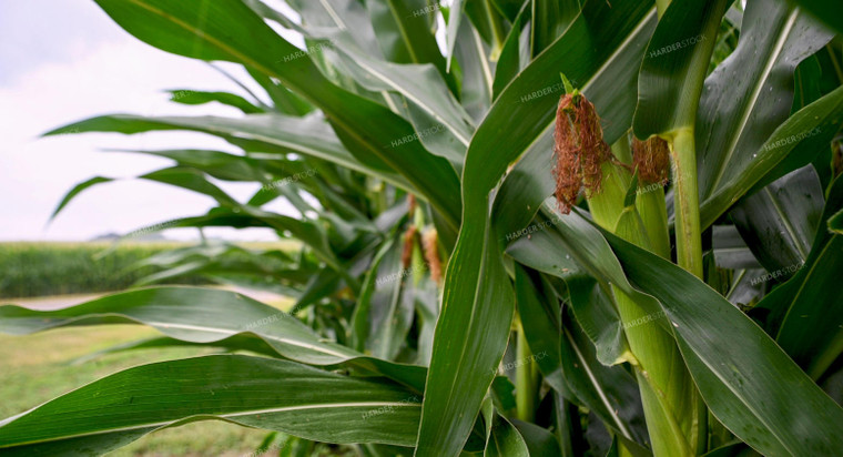 Rain Falling on Corn Leaves 25306