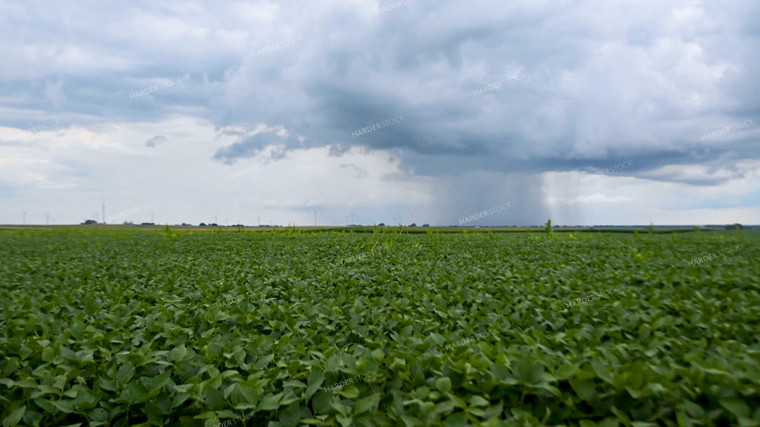 Storm Over a Soybean Field 25312