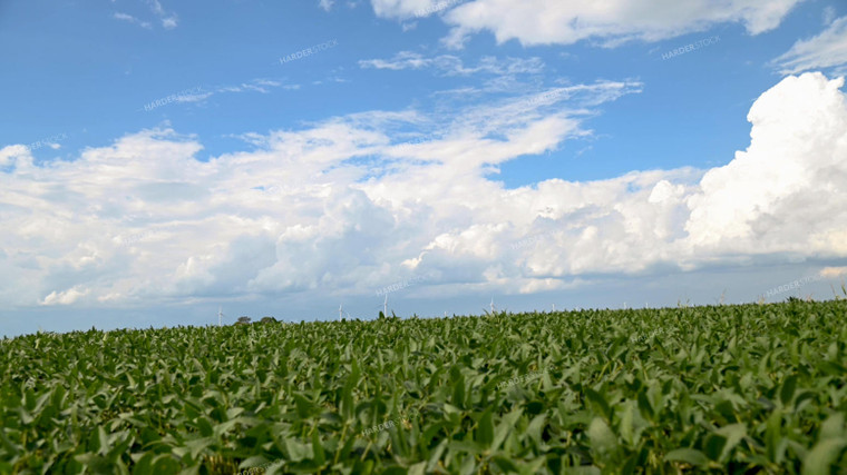 Fluffy Clouds Over a Soybean Field 25314