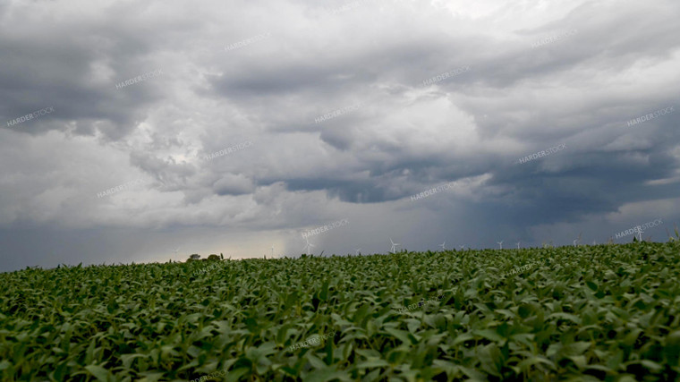 Storm Over a Soybean Field 25315