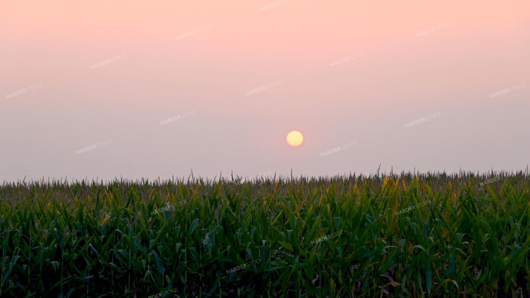 Sunset Over Corn 25316