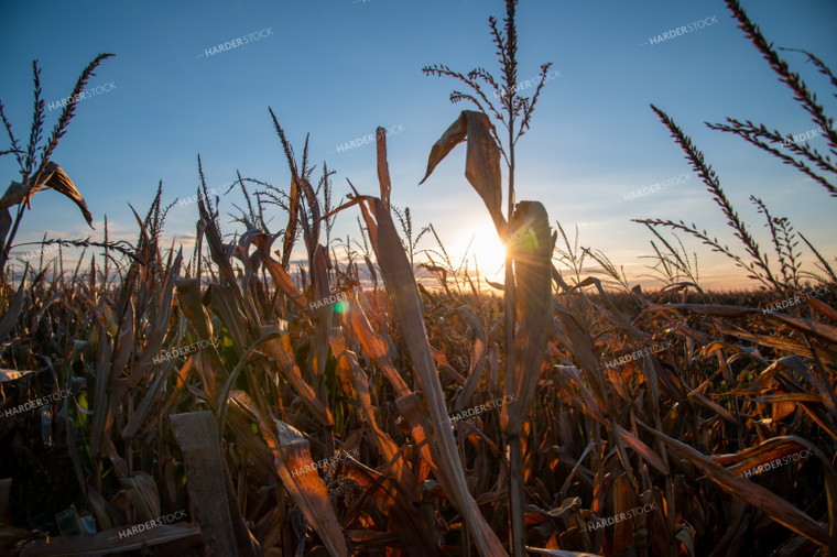 Dried Corn Tassels at Sunset 25460