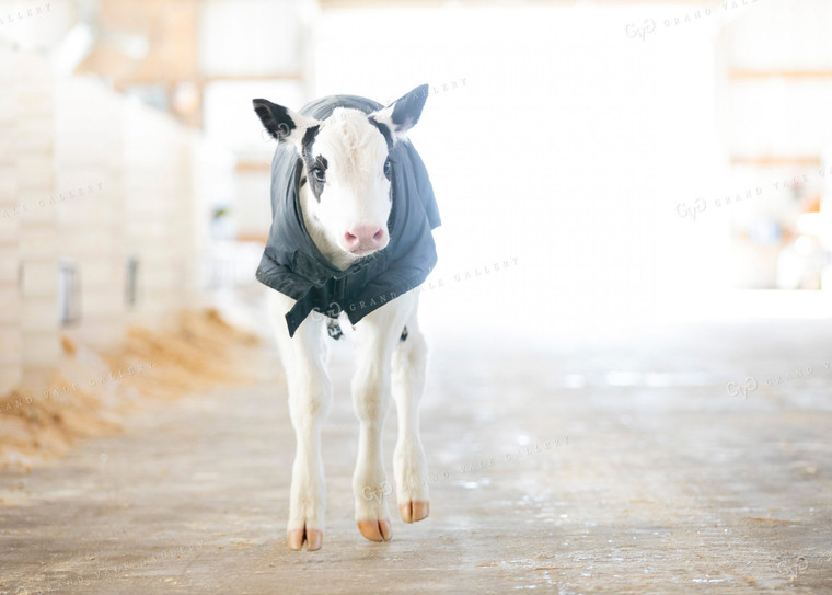 Holstein Calf 55030