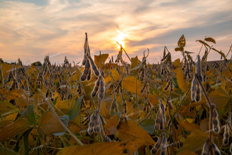 Dried Soybeans at Sunset 25480