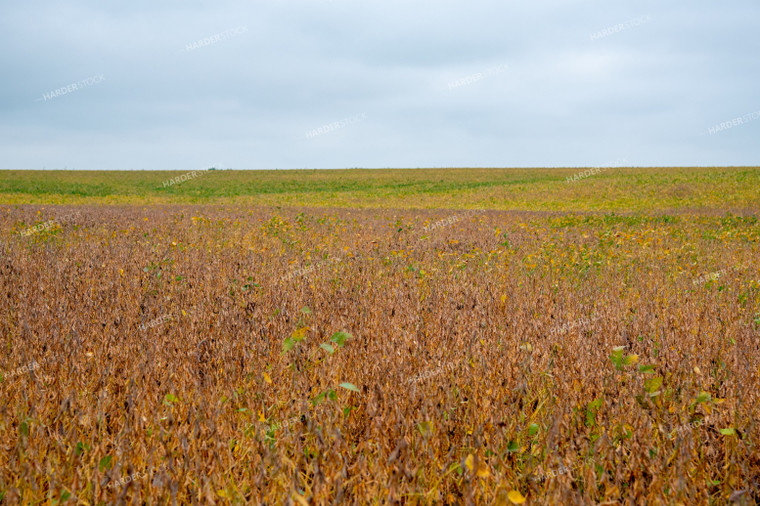 Replanted Soybean Field Maturing at Different Rates 25486