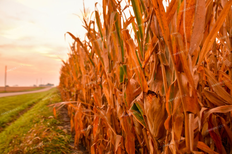 Dried Corn Ear at Sunrise 25491