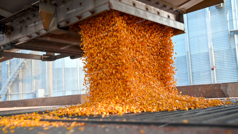 Corn Unloading from Hopper Bottom Semi to Grain Pit 25492