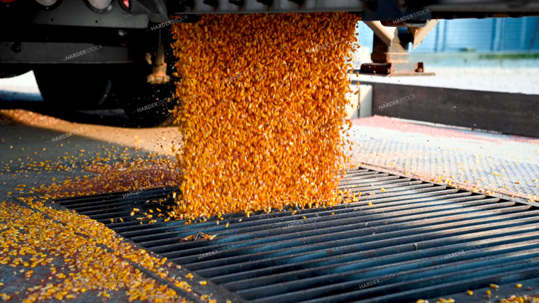 Corn Unloading from Hopper Bottom Semi to Grain Pit 25493