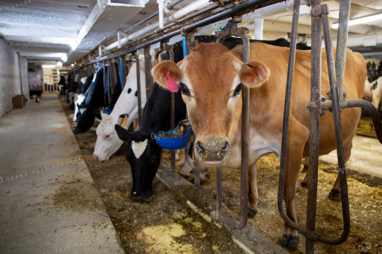 Dairy Cows in Barn 55036