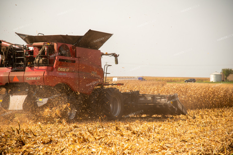 Combine Harvesting Corn 25538
