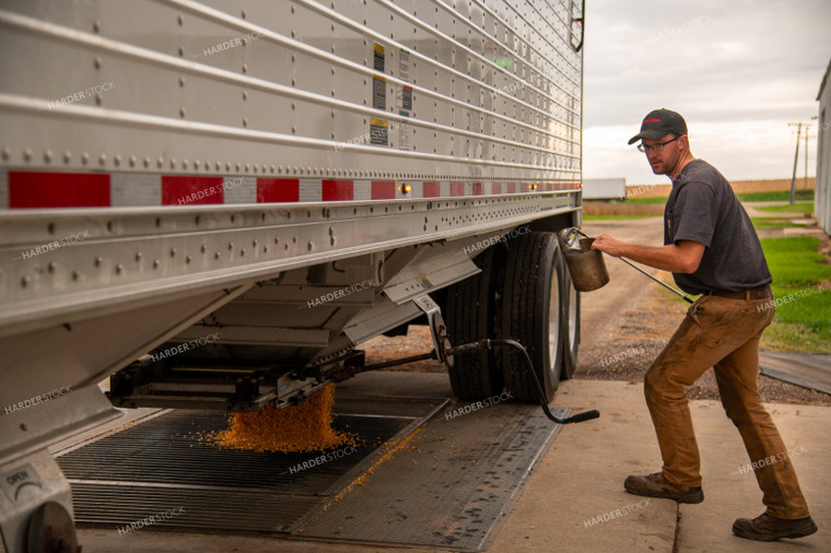 Farmer Collecting Corn to Test Moisture from Hopper Bottom Semitruck Unloading into On-farm Storage Pit 25541