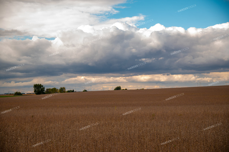 Dried Soybean Field as Storm Approaches 25545