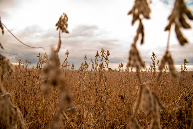 Dried Soybean Field as Storm Approaches 25548