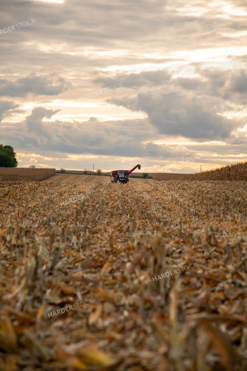 Grain Cart Driving through Corn Field 25569