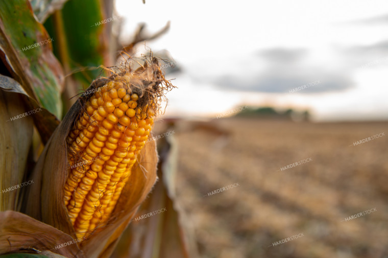 Dried Corn Ear in the Field 25574