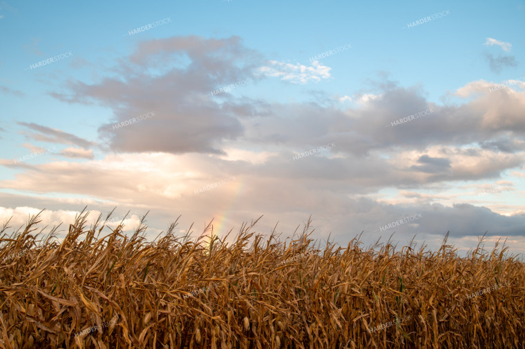 Dried Corn Field with Rainbow 25579