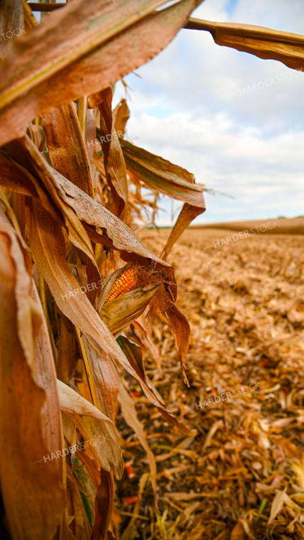 Dried Corn Ear in the Field 25586