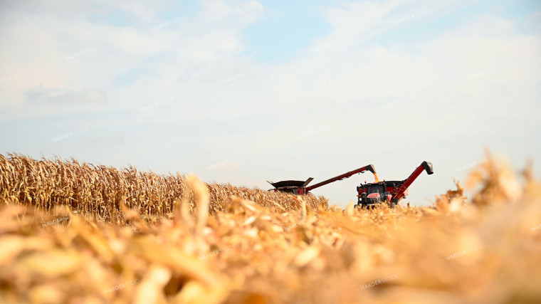 Combine Unloading Corn into Auger Wagon on the Go 25605