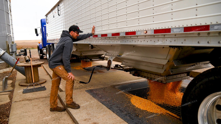 Farmer Unloading Corn from Hopper Bottom Semi to Grain Pit 25611