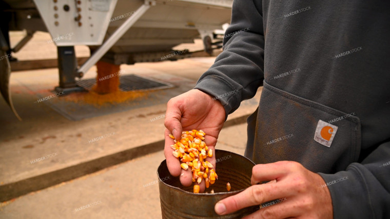 Farmer Testing Corn Moisture On-farm Storage 25613