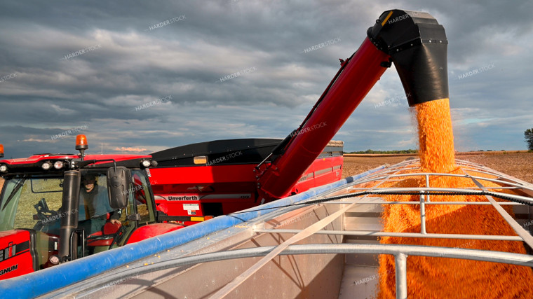 Grain Cart Unloading into Semi 25634