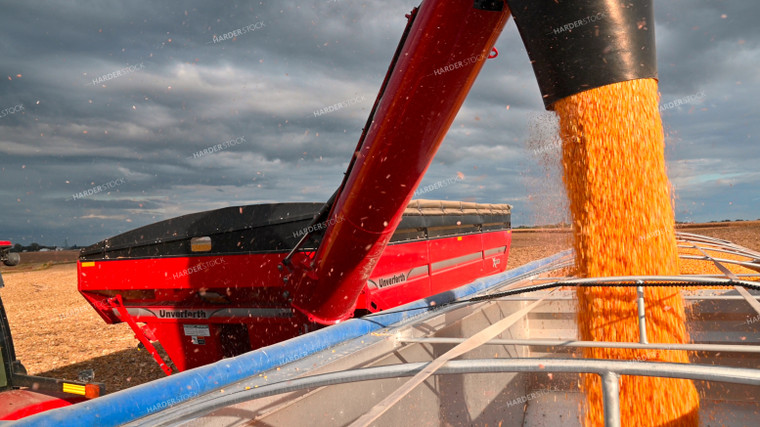 Grain Cart Unloading into Semi 25635