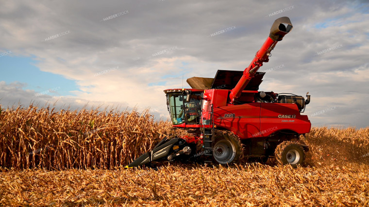 Combine Harvesting Corn 25638