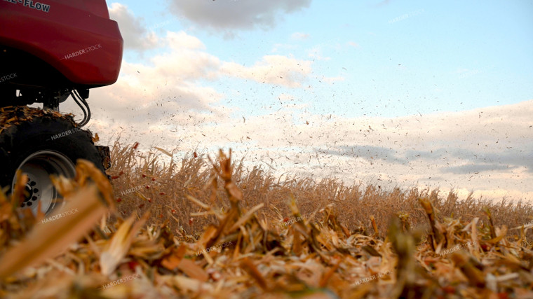 Corn Cobs and Chaff from Combine End 25656