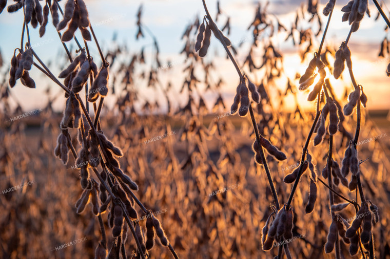 Dried Soybeans at Sunset 25701