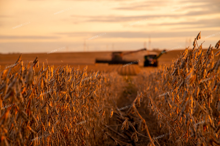 Dried Soybeans at Sunset About to be Harvested 25703