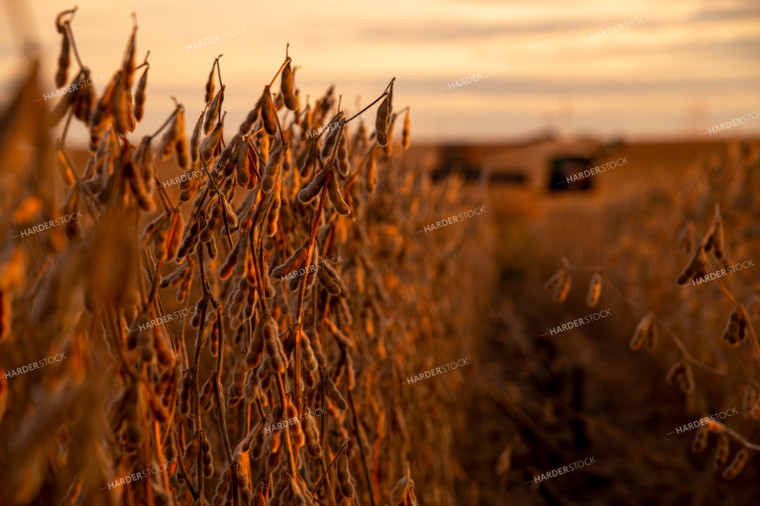 Dried Soybeans at Sunset About to be Harvested 25704