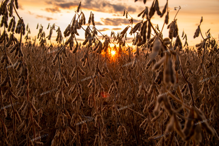 Dried Soybeans at Sunset 25706