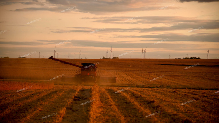 Combine Harvesting Soybeans 25734