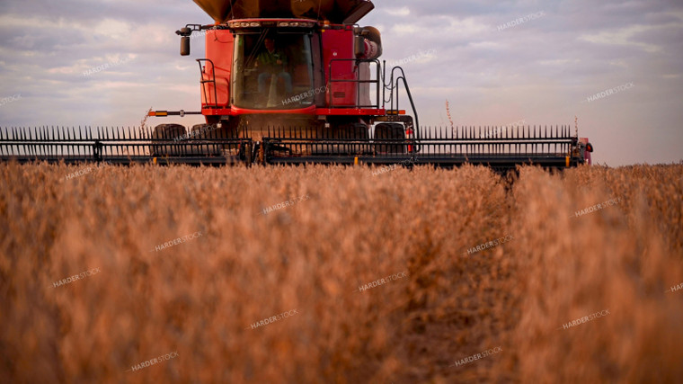 Combine Harvesting Soybeans 25749