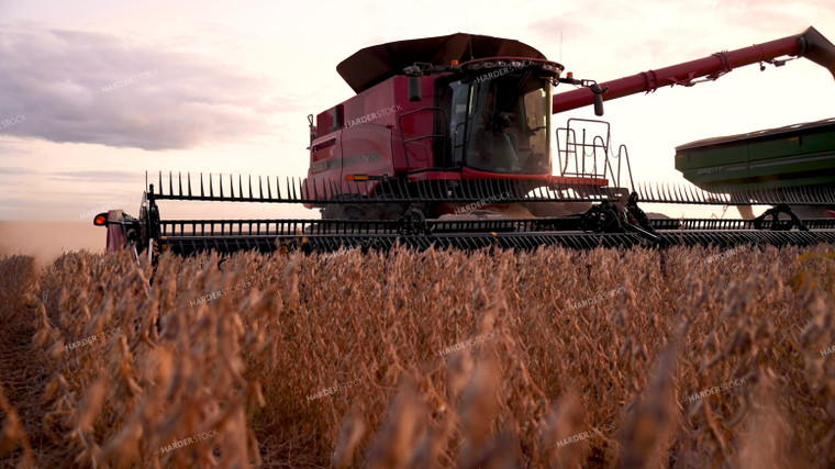 Combine Unloading Soybeans into Auger Wagon on the Go 25754