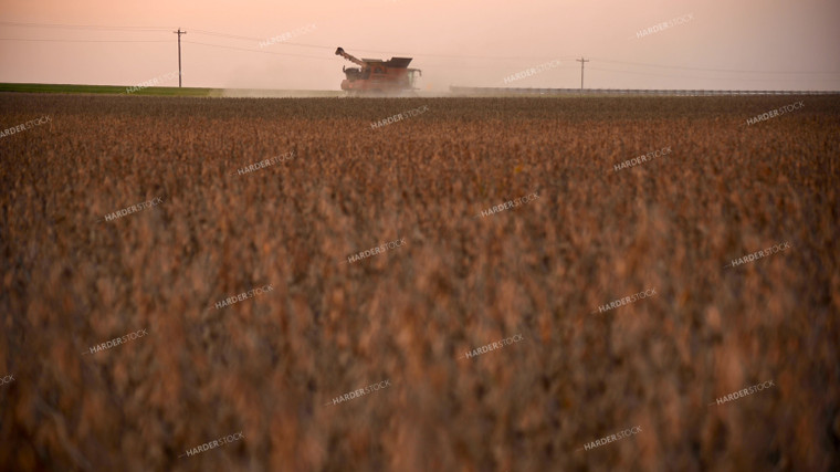 Combine Harvesting Soybeans at Sunset 25767