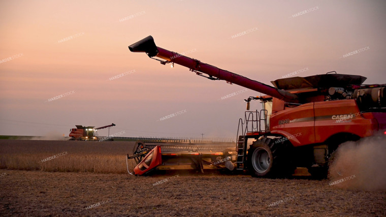 Two Combines Harvesting Soybeans at Sunset 25772