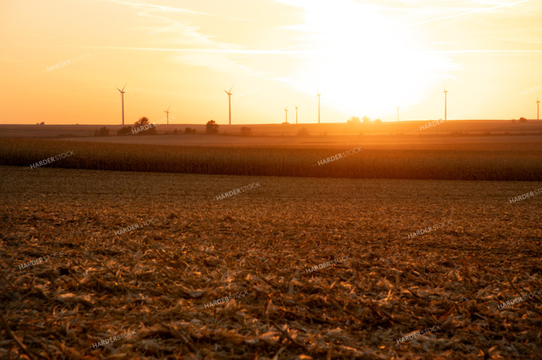 Sunset over Partially Harvested Corn Field 25849