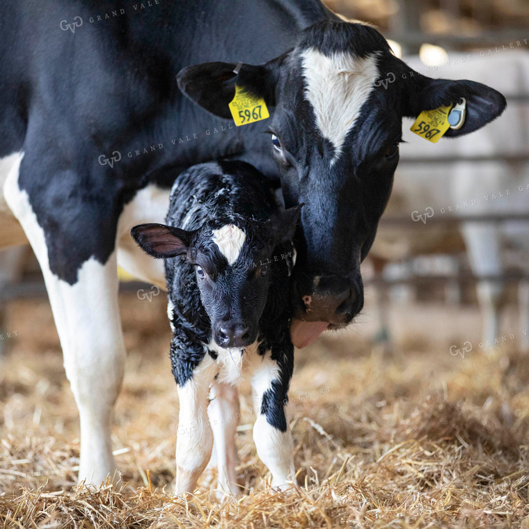 Dairy Cow and Newborn Calf 55070