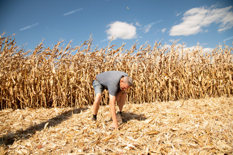 Farmer Checking Corn Residue for Dropped Grain 25883