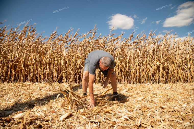 Farmer Checking Corn Residue for Dropped Grain 25884
