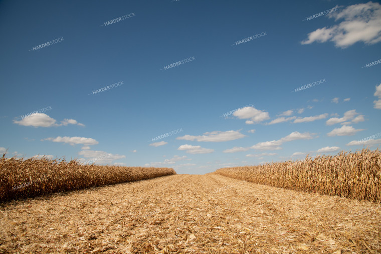 Patch Harvested in Middle of Corn Field 25887