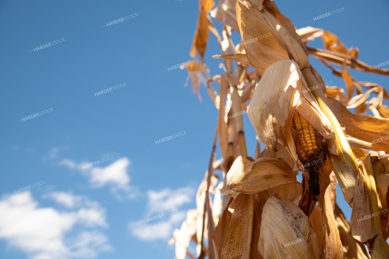 Dried Corn Waiting to be Harvested on a Sunny Day 25888