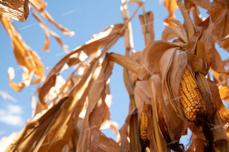 Dried Corn Waiting to be Harvested on a Sunny Day 25889