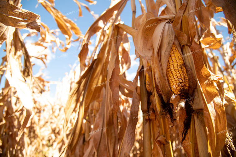 Dried Corn Waiting to be Harvested on a Sunny Day 25890