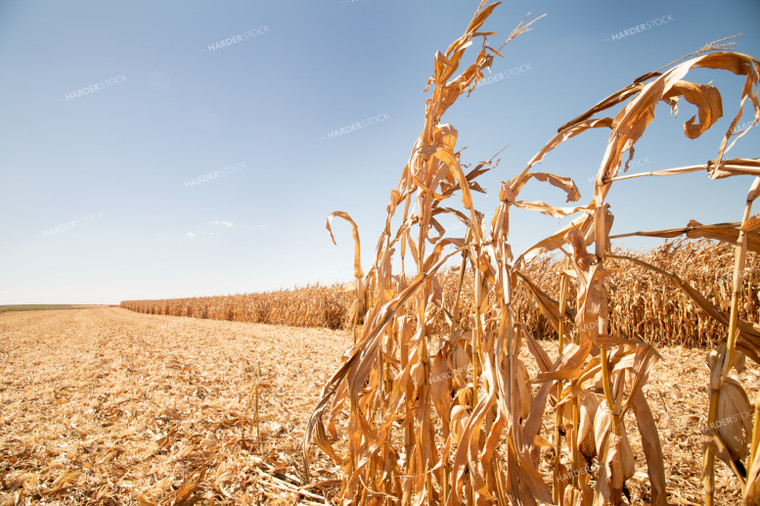 Dried Corn Waiting to be Harvested on a Sunny Day 25903