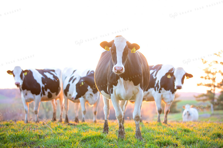 Holstein Dairy Cows in Pasture 55073