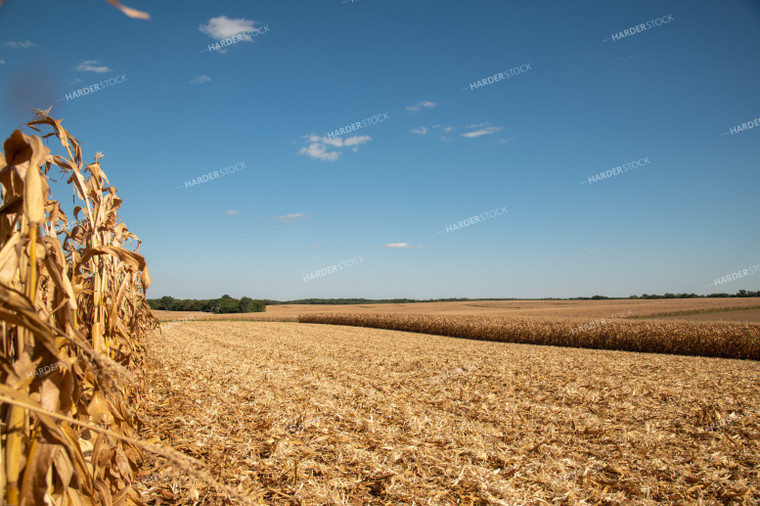 Dried Corn Waiting to be Harvested on a Sunny Day 25916